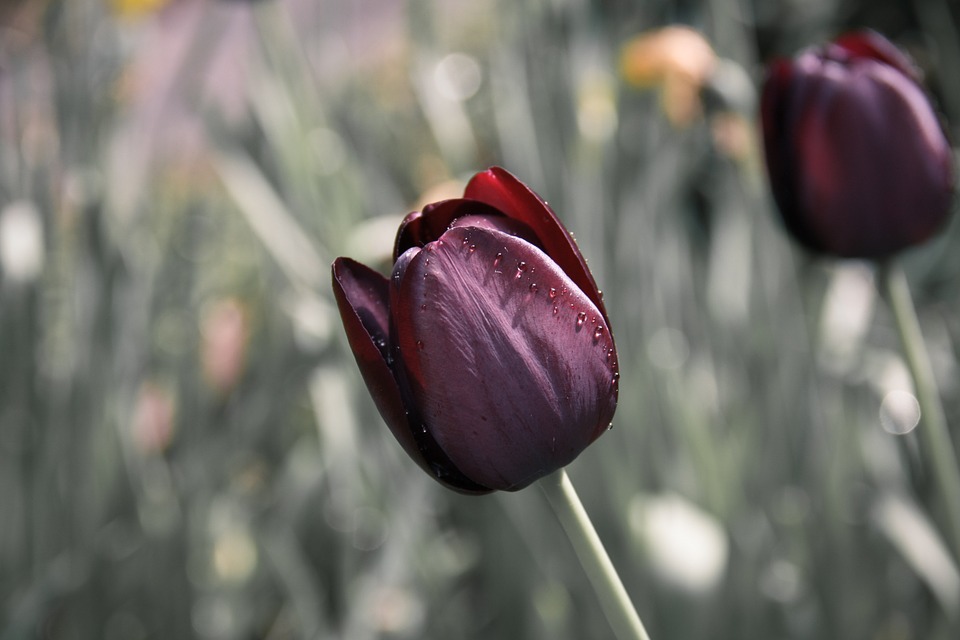 tulip-670643_960_720